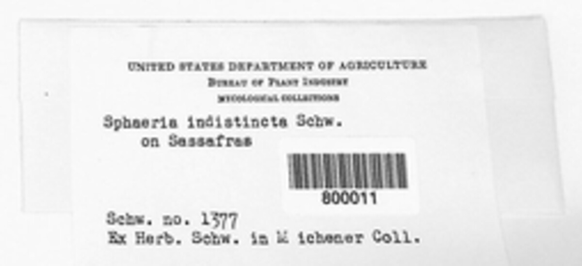 Sphaeria indistincta image